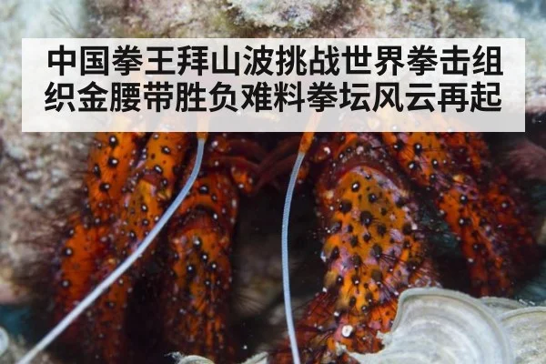 中国拳王拜山波挑战世界拳击组织金腰带胜负难料拳坛风云再起